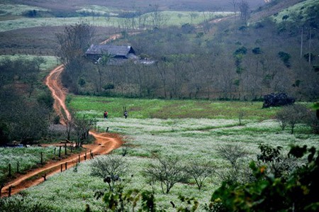 Tour of Moc Chau plateau - ảnh 4